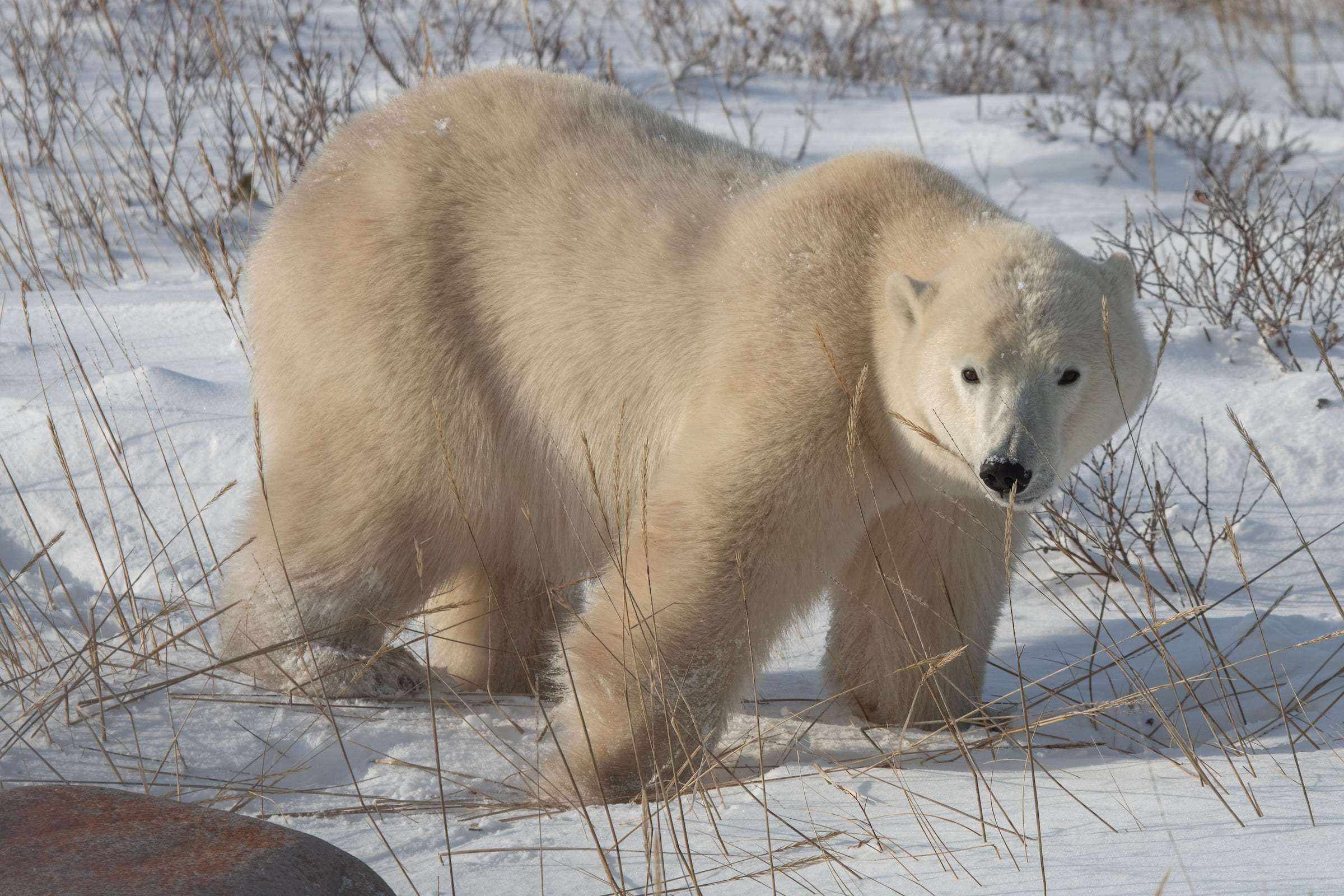 Photo from 7-Day Polar Bear Photography Adventure at Tundra Buggy Lodge safari tour